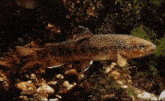 Trout Fish GIF - Trout Fish Funny Fish GIFs