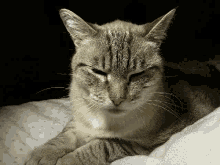 Sleepy Mia GIF - Sleepy Mia Cat GIFs