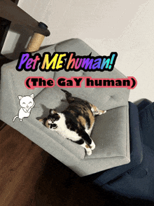 a cat laying on a couch with the words pet me human on top