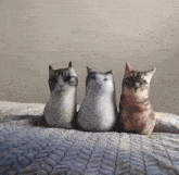 three stuffed cats are sitting on a bed and looking at the camera