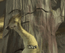 a cartoon character says why while standing in front of a tree