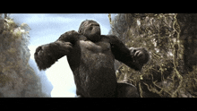 a very large gorilla is standing on a rocky hillside