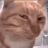 Stare Cat GIF - Stare Cat Cat Stare GIFs