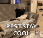 Cat Rest Lazy Laying Bed GIF - Cat Rest Lazy Laying Bed GIFs