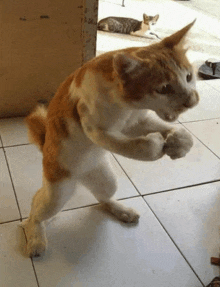 an orange and white cat standing on its hind legs on a tile floor