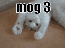 Mog Mog3 GIF