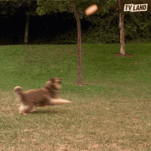 Fetch Dog Catching Frisbee GIF - Fetch Dog Catching Frisbee Dog GIFs