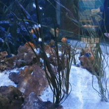 fishy fishtank feesh fish tank