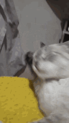 Cat Cat Love GIF - Cat Cat Love Cat Kiss GIFs