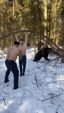 Boxing Bear GIF - Boxing Bear Russia GIFs