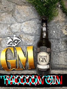 Raccoongin Raccoon Gin GIF