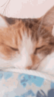 Resting Resting Cat GIF - Resting Resting Cat Kessi GIFs