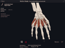 third lumbrical muscle of hand lumbrical finger flexion