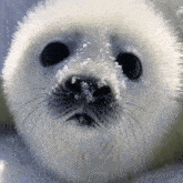Seals Cute GIF - Seals Cute Roblox GIFs