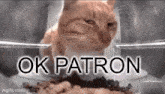 Cat Meme Ok Patron GIF - Cat Meme Ok Patron GIFs