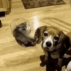 Animal Gifs - dog gif - Gifs of funny animals - gifs - funny animals - funny  gifs - Cheezburger