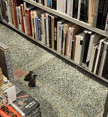 two ducklings are walking on the floor in front of a bookshelf filled with books including one titled life at the park