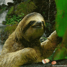too slow sloth
