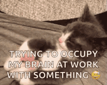sleepy kitten tired cute trying to occupy my brain