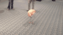 dancing flamingo