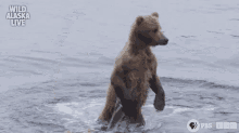 bear walking hunting cub water