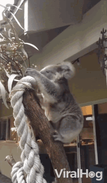 coming get down climb koala viralhog