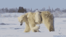 Polar Bear GIF - Polar Bear Affection GIFs