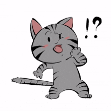 cute cat kitty gray disgust