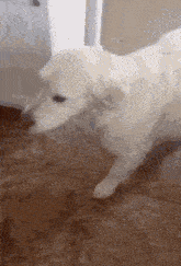 a white dog is standing on a tiled floor looking at the camera .