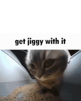 Get Giggy With It Cat Giggy Sticker - Get Giggy With It Cat Giggy Cat Dance Giggy Stickers