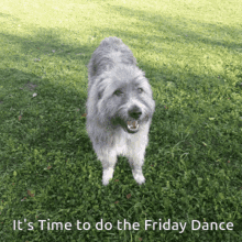 friday dance dog
