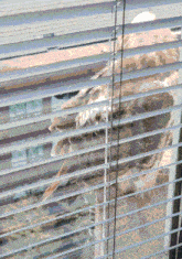 a bird is perched on a window sill with blinds