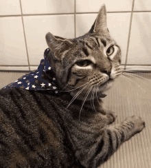 Cool Cat Tabby Cat GIF - Cool Cat Tabby Cat GIFs
