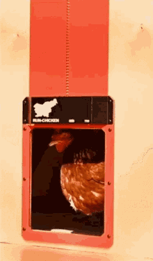 Runing Chicken Automatic Chicken Door GIF - Runing Chicken Automatic Chicken Door Chicken Door GIFs