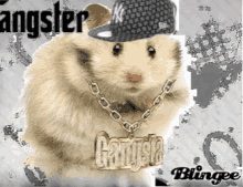 Gangsta Lit GIF - Gangsta Lit Swag Cat GIFs