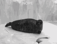 Seal Nope GIF - Seal Nope Rolling GIFs