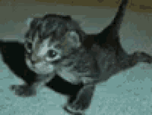 Push Cat GIF - Push Cat GIFs
