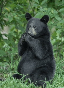 Praying Bear GIF - Praying Bear GIFs