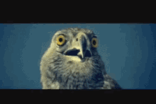 Shocked Surprised GIF - Shocked Surprised Eagle GIFs