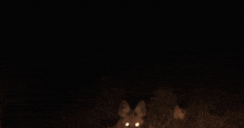 a blurred image of a fox with glowing eyes in the dark