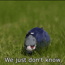 a stuffed animal is sitting in the grass with a question mark above it that says " we just don 't know "
