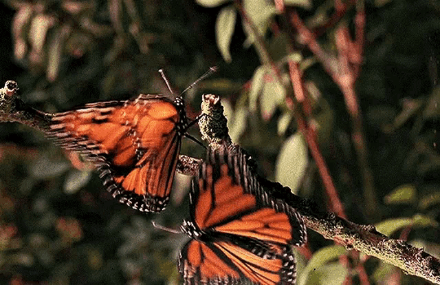 Amour entre Mer et Ciel (avec Senara) Butterfly-beautiful