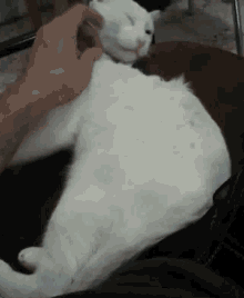a person is petting a white cat on a chair