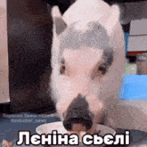 a pig is eating food from a bowl with a caption in russian