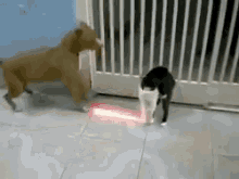 Light Saber Cat GIF - Light Saber Cat Dog GIFs