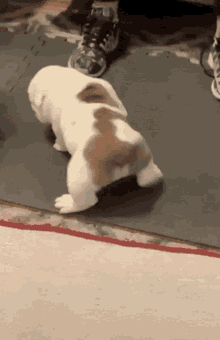 Puppy Dog GIF - Puppy Dog Split GIFs