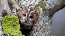 owl observed realize cute
