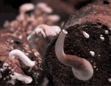 Fungi Mushrooms GIF - Fungi Mushrooms Time Lapse GIFs