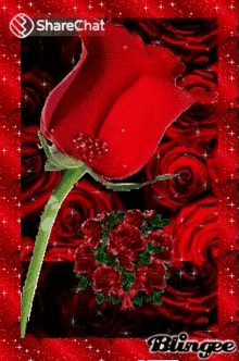 लालगुलाब फूल GIF - लालगुलाब फूल चमचमातेतारे GIFs