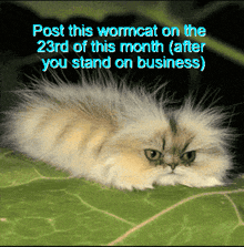 a cat is laying on a green leaf with the words post this wormcat on the 23rd of this month
